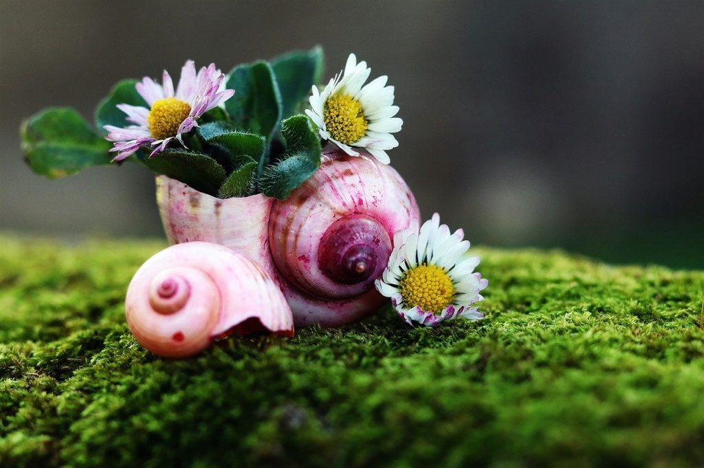 daisy, shell, nature