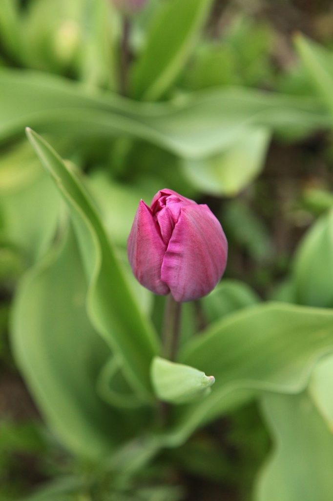 tulip, garden, spring